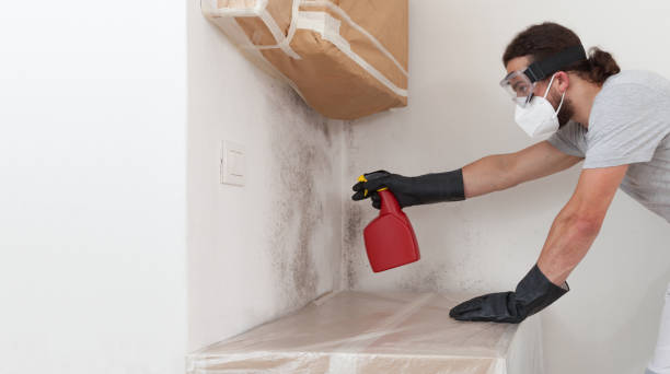 Professional Mold Cleanup technician working in Garden City, NY